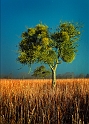 arbre 12_02_10n01